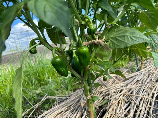 おにぎりマン農園の夏野菜　～大阪　寝屋川　お米屋さん～